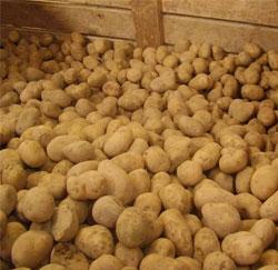Remo-Frit aardappels