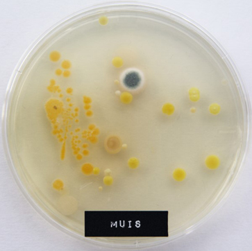 Muis microben