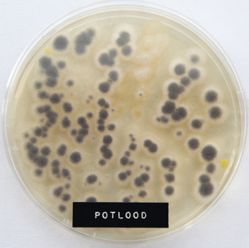 Potlood microben